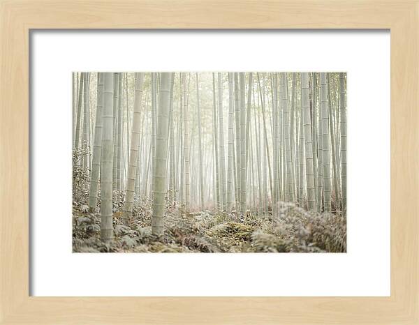Inside Arashiyama Bamboo Grove