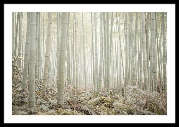 Inside Arashiyama Bamboo Grove