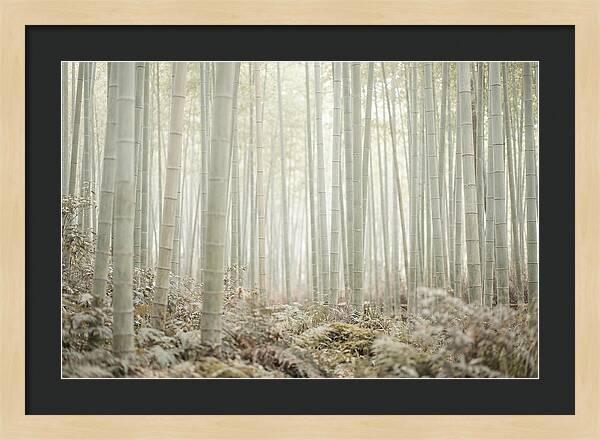 Inside Arashiyama Bamboo Grove