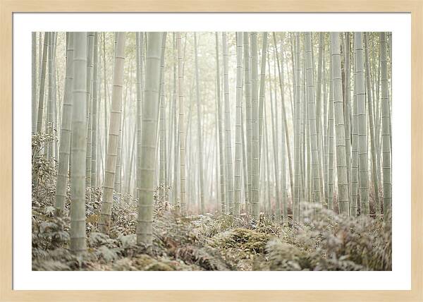 Inside Arashiyama Bamboo Grove