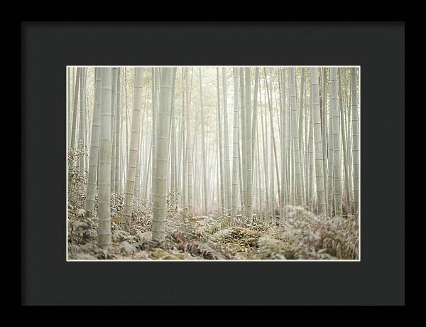 Inside Arashiyama Bamboo Grove