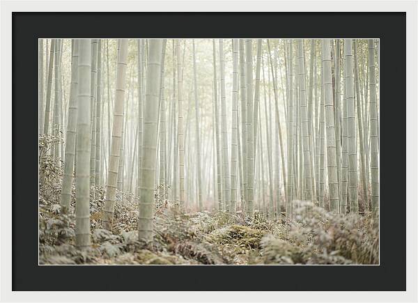 Inside Arashiyama Bamboo Grove
