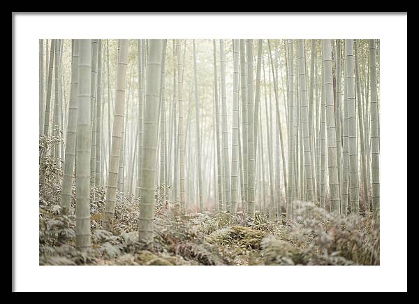 Inside Arashiyama Bamboo Grove