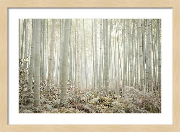 Inside Arashiyama Bamboo Grove