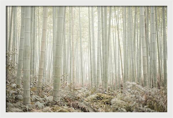 Inside Arashiyama Bamboo Grove