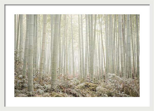 Inside Arashiyama Bamboo Grove