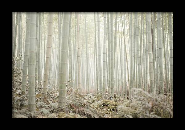 Inside Arashiyama Bamboo Grove