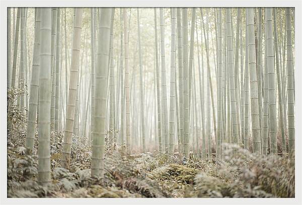 Inside Arashiyama Bamboo Grove