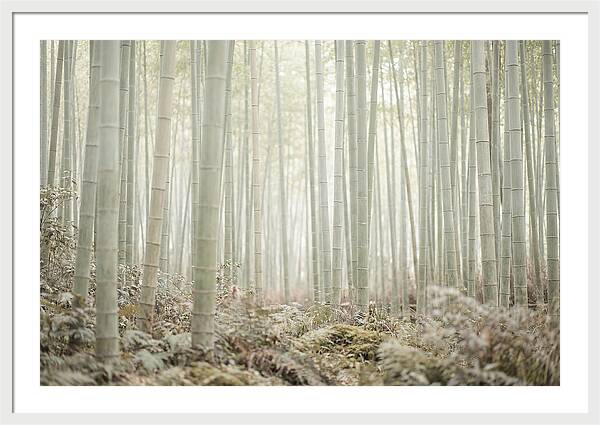 Inside Arashiyama Bamboo Grove