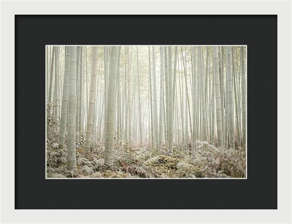 Inside Arashiyama Bamboo Grove