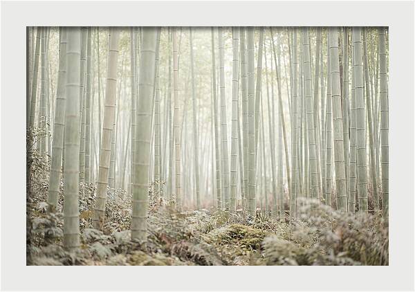 Inside Arashiyama Bamboo Grove
