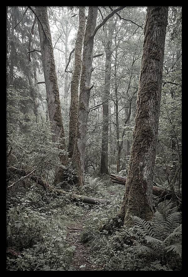 Inside Bialowieza Forest
