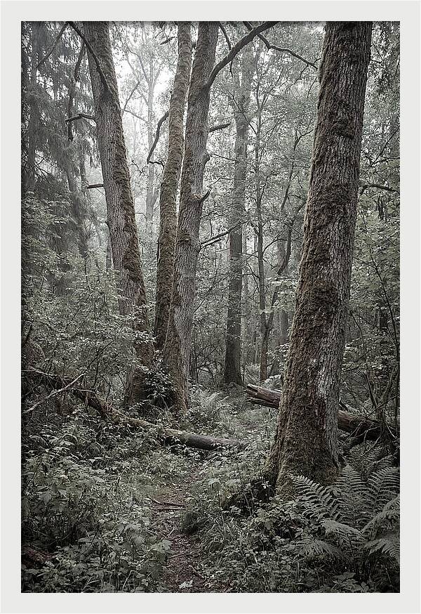 Inside Bialowieza Forest