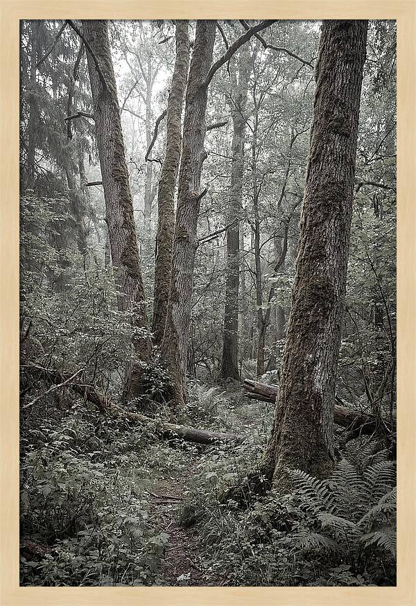 Inside Bialowieza Forest