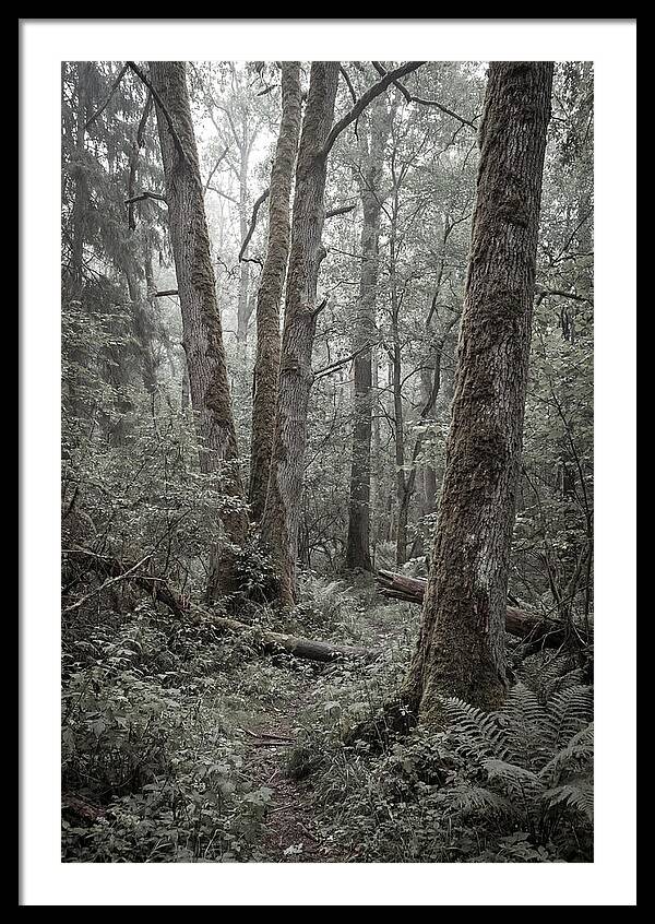 Inside Bialowieza Forest