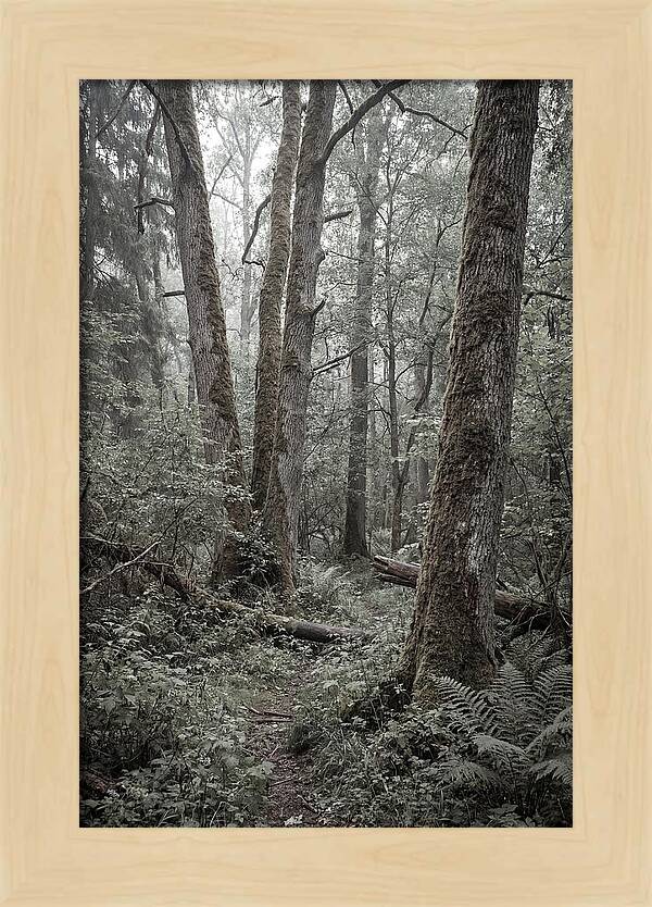 Inside Bialowieza Forest