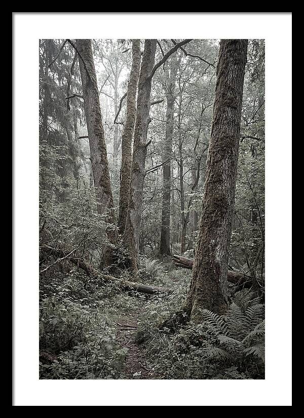 Inside Bialowieza Forest