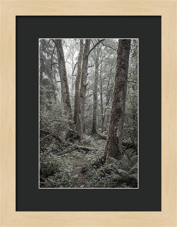 Inside Bialowieza Forest