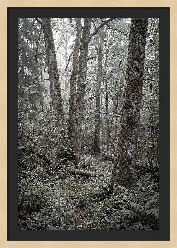 Inside Bialowieza Forest
