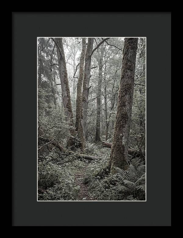 Inside Bialowieza Forest
