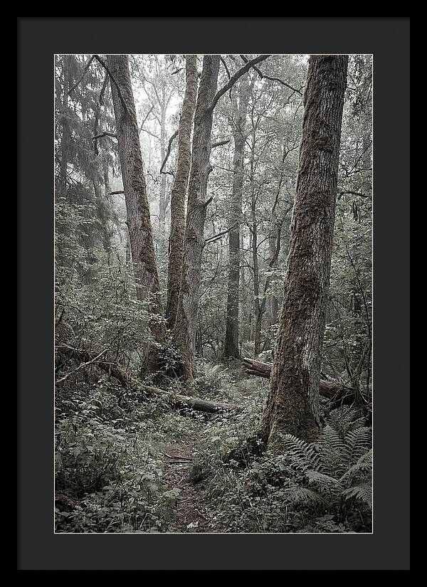 Inside Bialowieza Forest