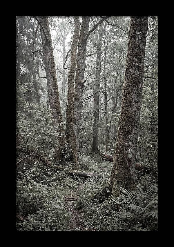 Inside Bialowieza Forest