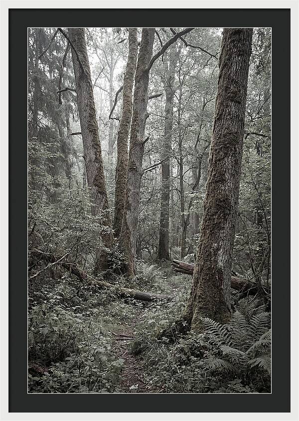 Inside Bialowieza Forest