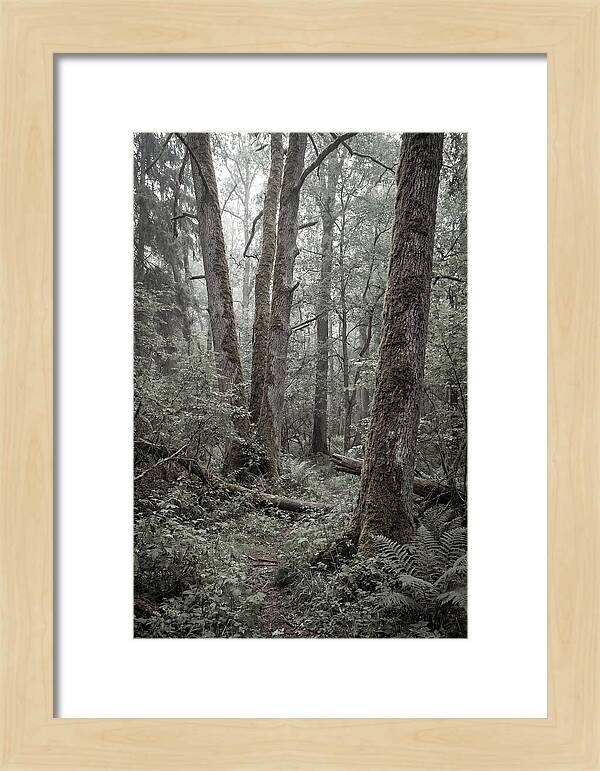 Inside Bialowieza Forest
