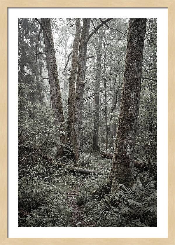 Inside Bialowieza Forest