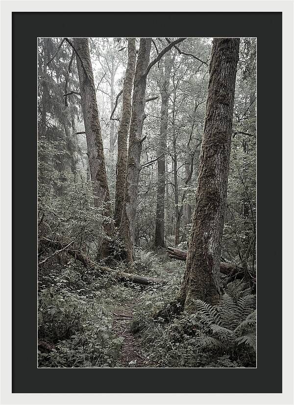 Inside Bialowieza Forest