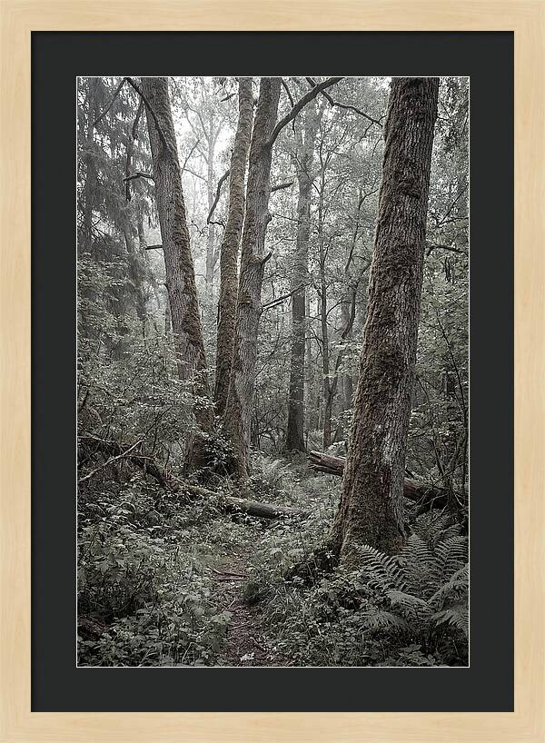 Inside Bialowieza Forest