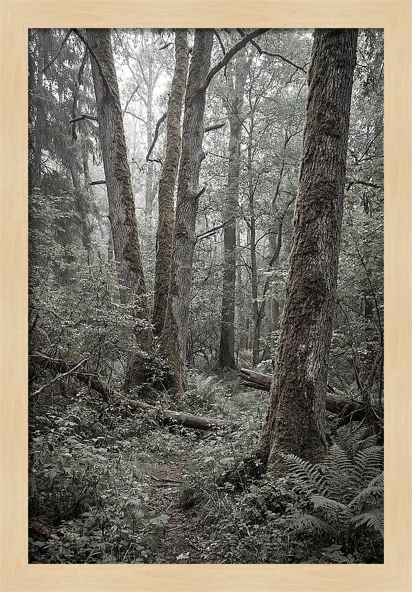 Inside Bialowieza Forest