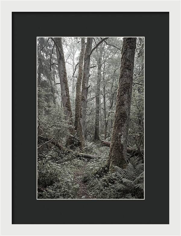 Inside Bialowieza Forest