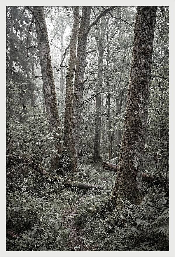 Inside Bialowieza Forest