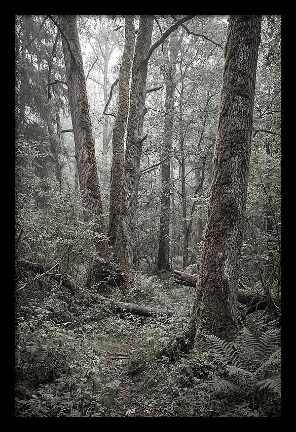 Inside Bialowieza Forest