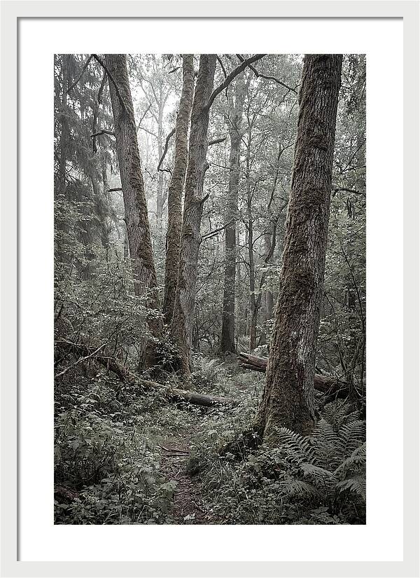 Inside Bialowieza Forest