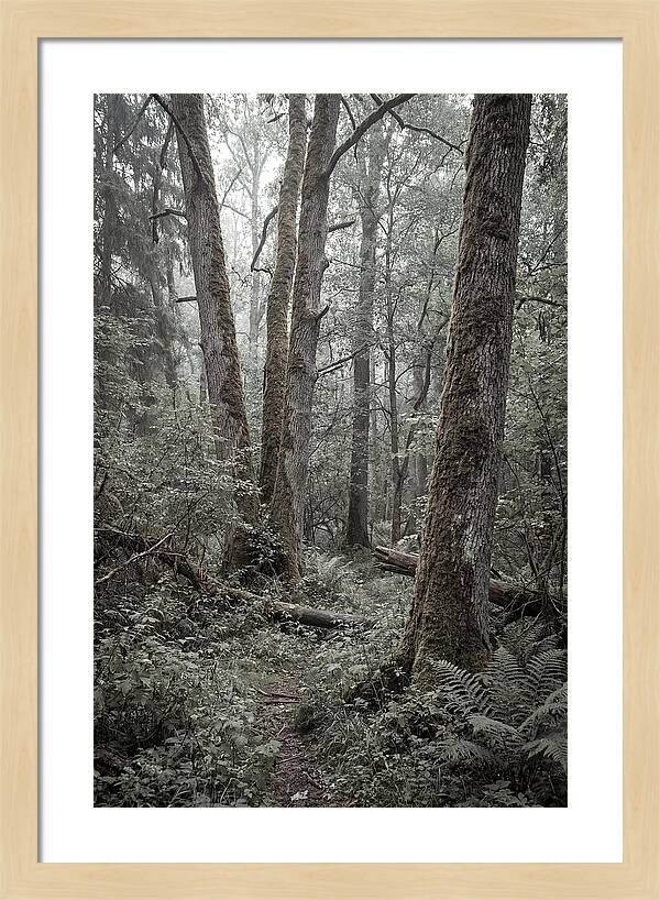 Inside Bialowieza Forest