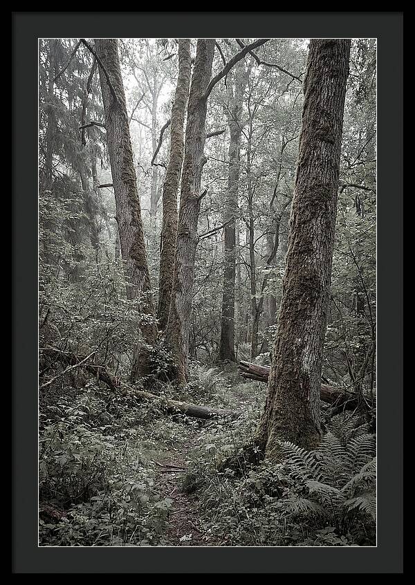 Inside Bialowieza Forest