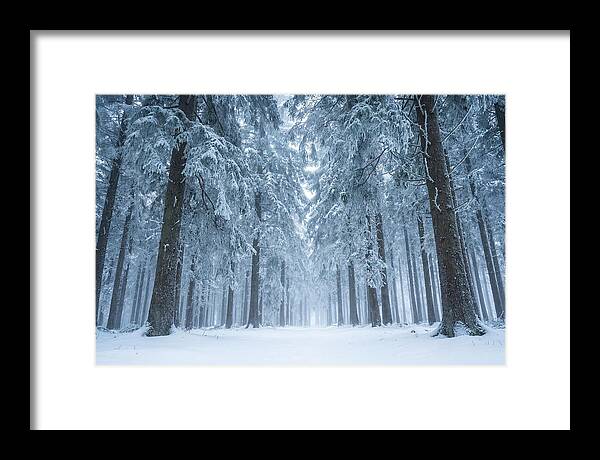 Inside Black Forest In Winter