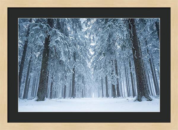 Inside Black Forest In Winter