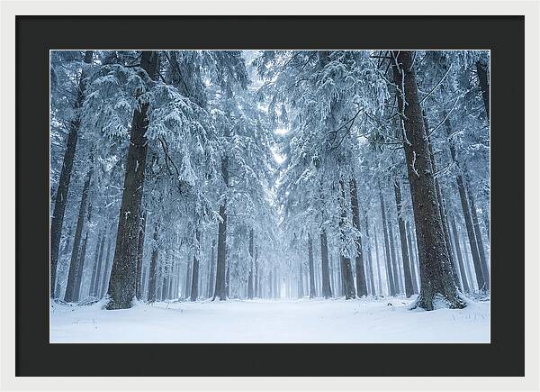 Inside Black Forest In Winter