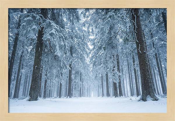 Inside Black Forest In Winter