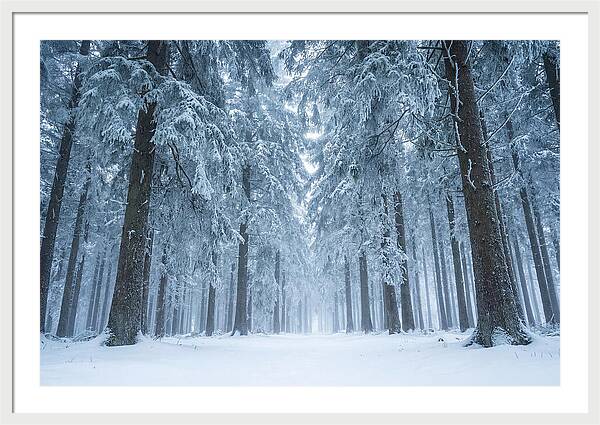 Inside Black Forest In Winter