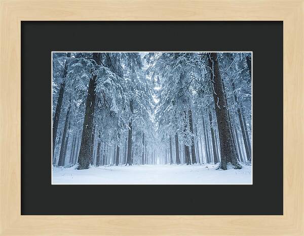 Inside Black Forest In Winter