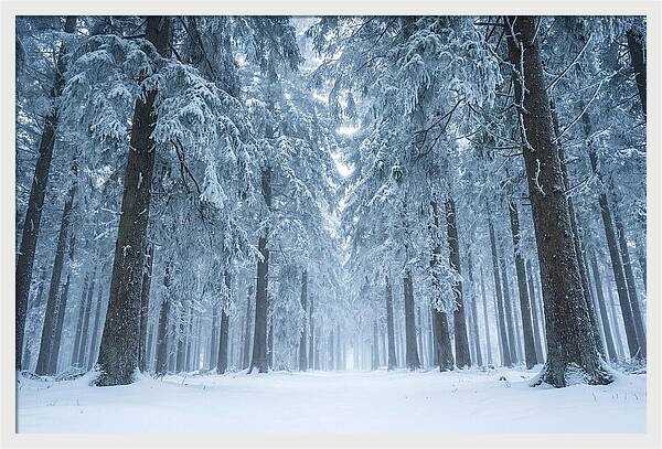 Inside Black Forest In Winter
