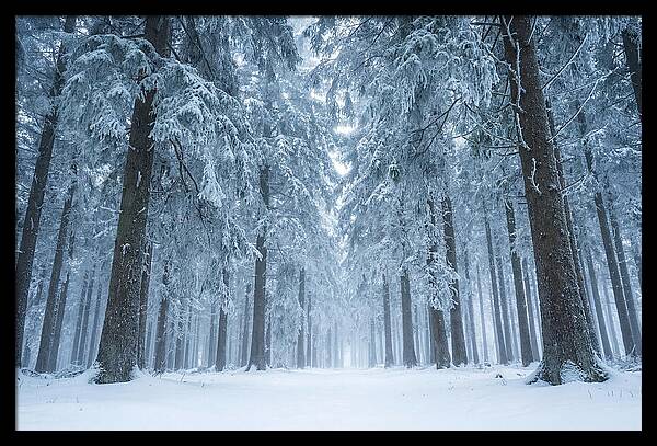 Inside Black Forest In Winter