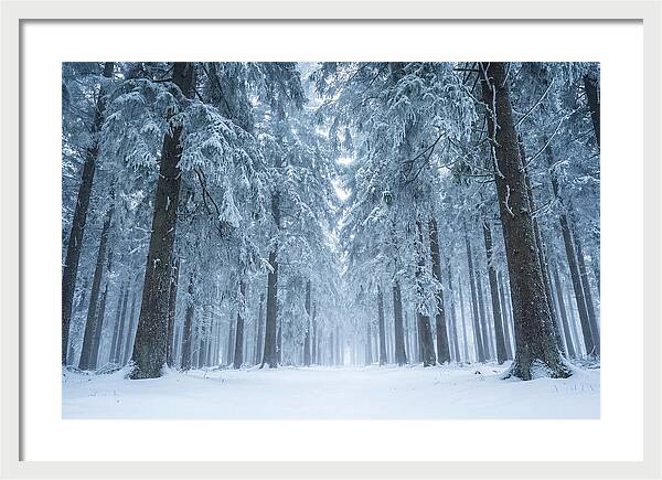 Inside Black Forest In Winter