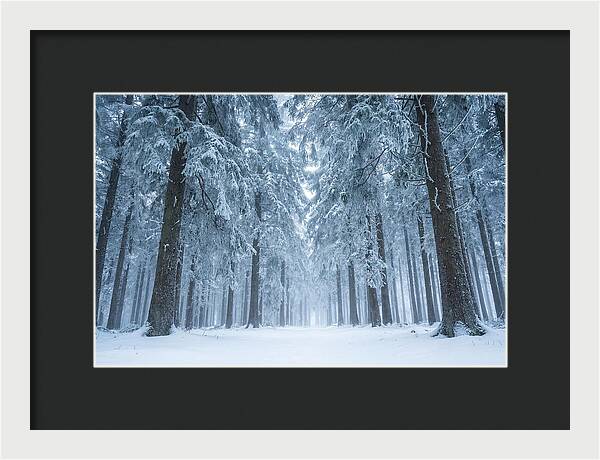 Inside Black Forest In Winter