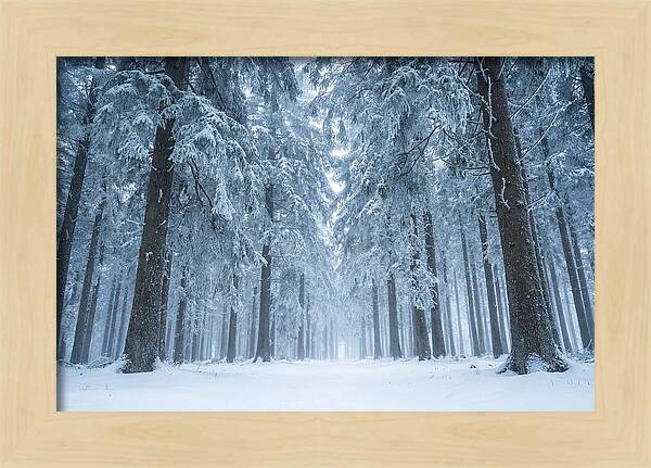 Inside Black Forest In Winter