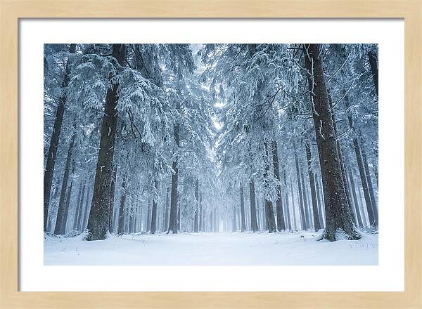 Inside Black Forest In Winter